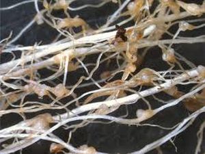 uploads/images/pest/maize nematode.jpg